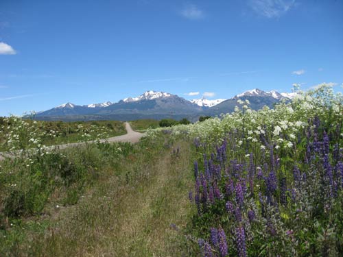 Around Trevelin, mountains and lupins