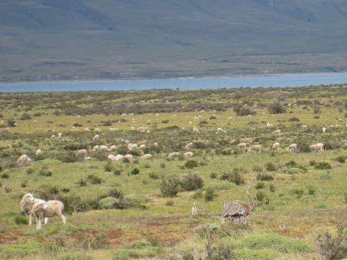 Sheep and Rhea and Pampas
