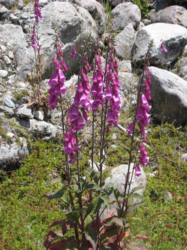Flowers in Patagonia