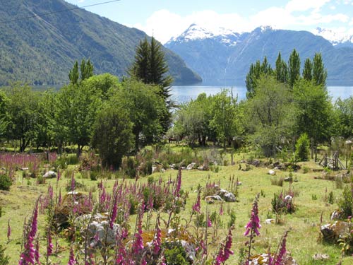 Lupins in Chilean Patagonia