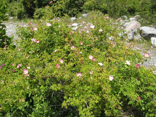 Flowers in Patagonia