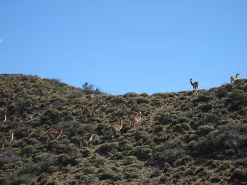 Guanaco in the mountains