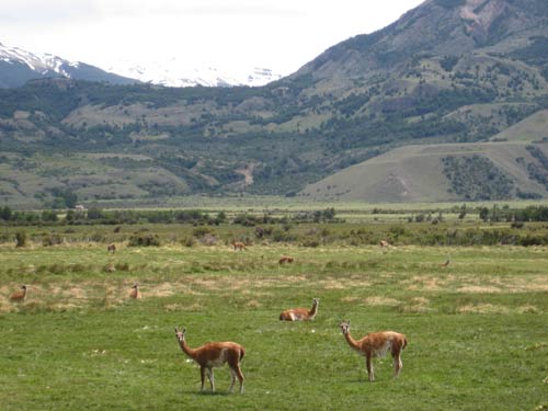 Guanaco in the mountains