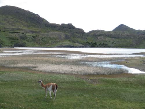 Guanaco in Torre del Paine