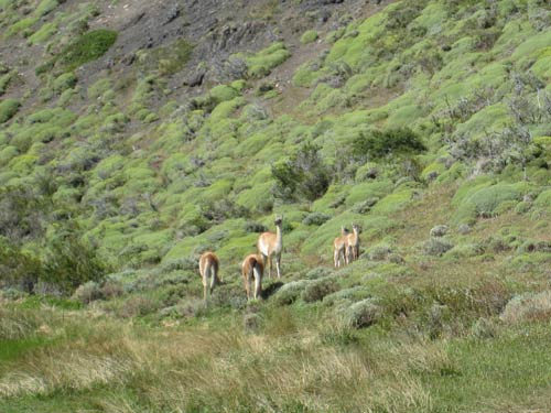 Guanaco in Torre del Paine