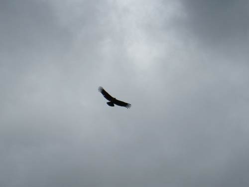 Condor in Torre del Paine