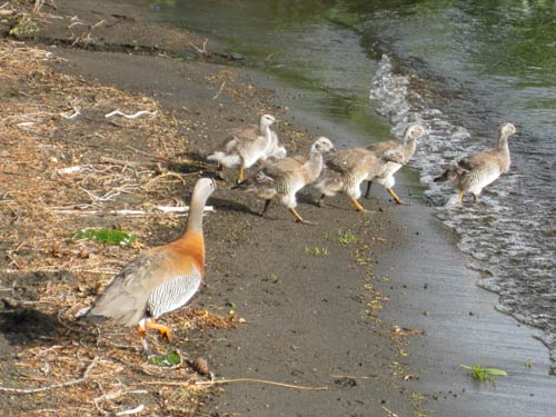 Villa Angostura ducks